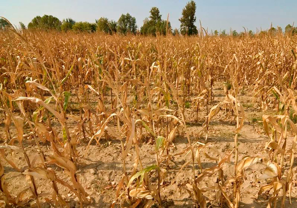 Climate Challenge in Cusco: Droughts and Precautions for the Community